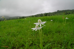 Habenaria grandifloriformis